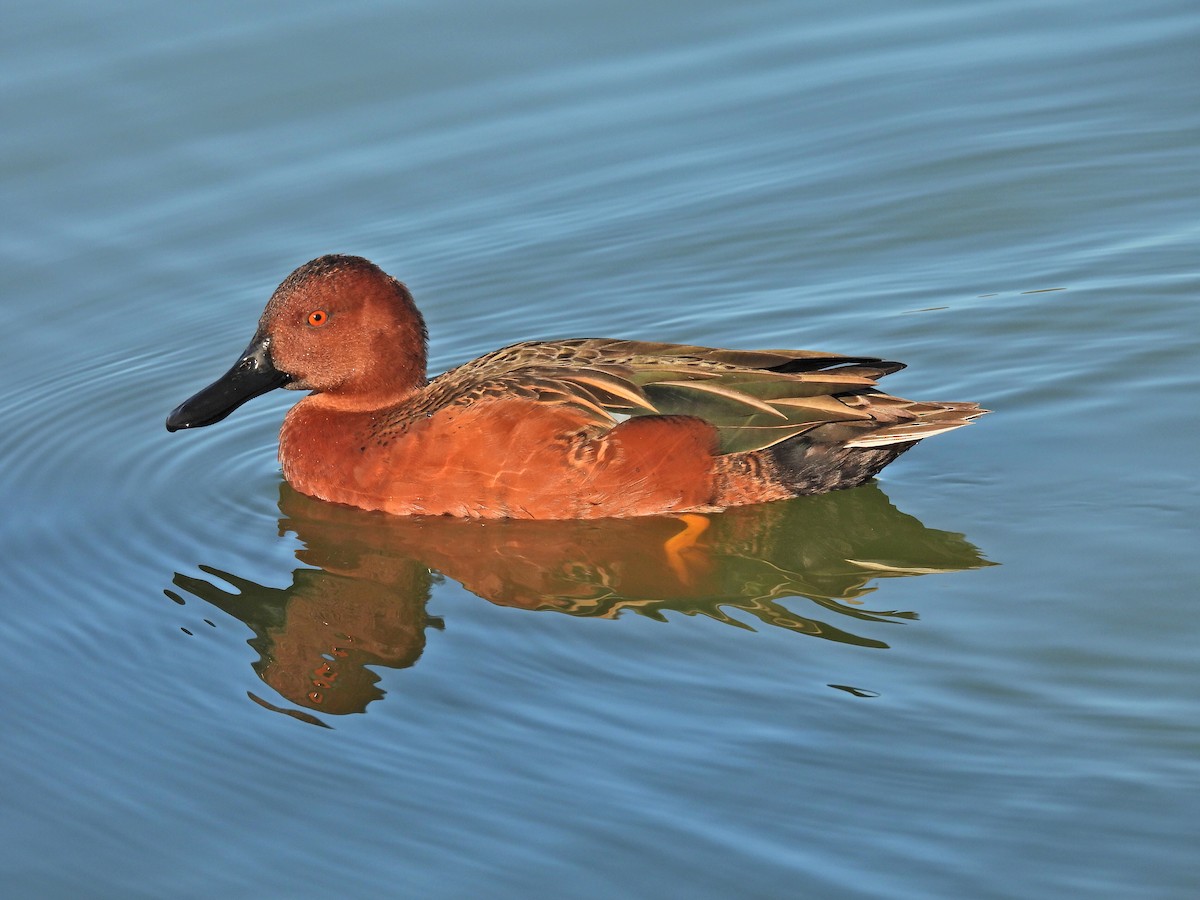 Чирянка руда - ML646815673