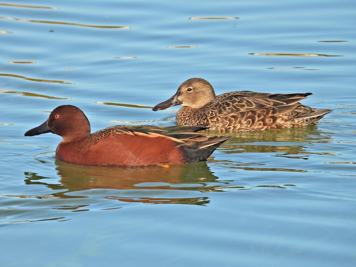 Чирянка руда - ML646815674