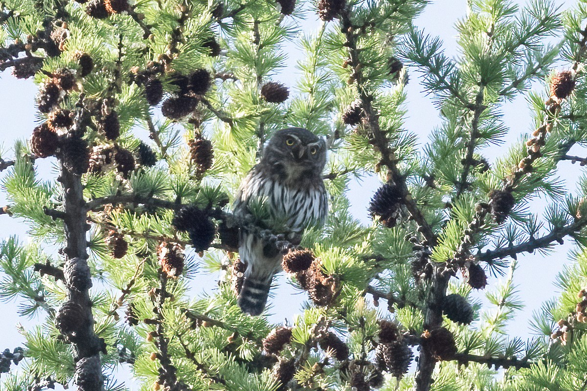 Northern Pygmy-Owl - ML646815675