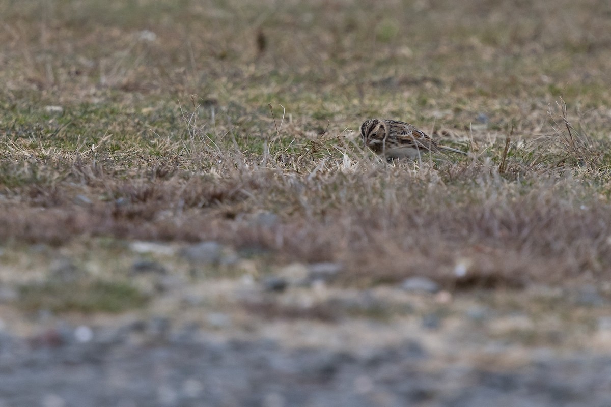 Lapland Longspur - ML646815680