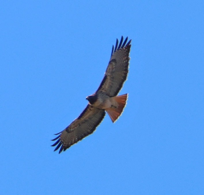 Краснохвостый канюк - ML646815682