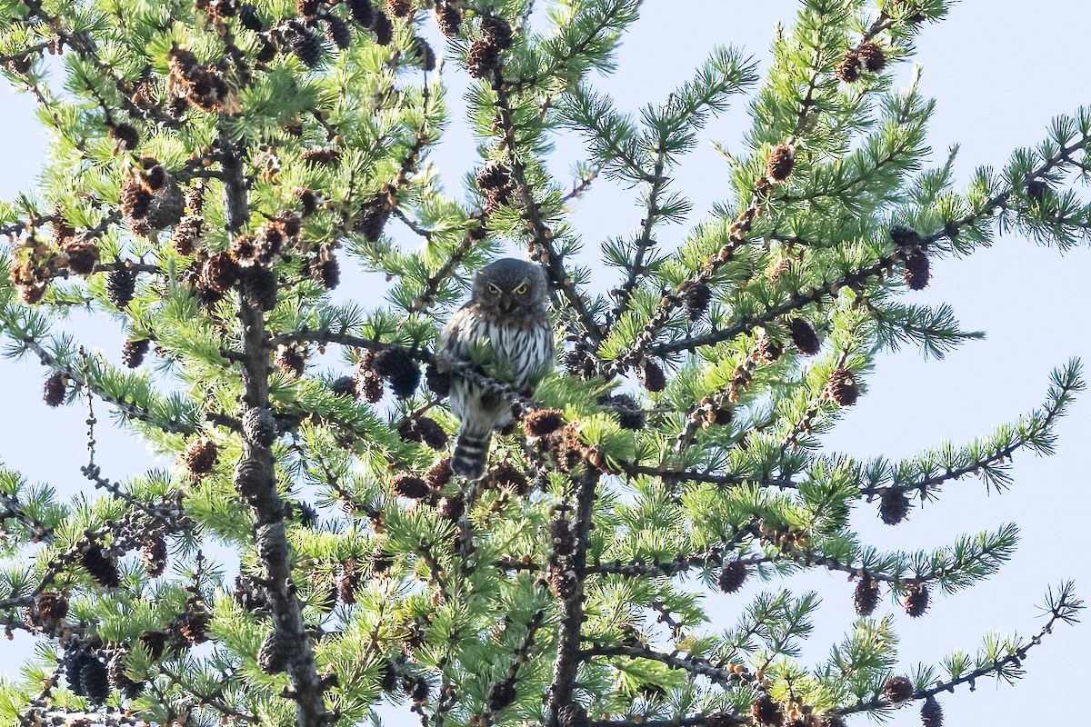 Northern Pygmy-Owl - ML646815683
