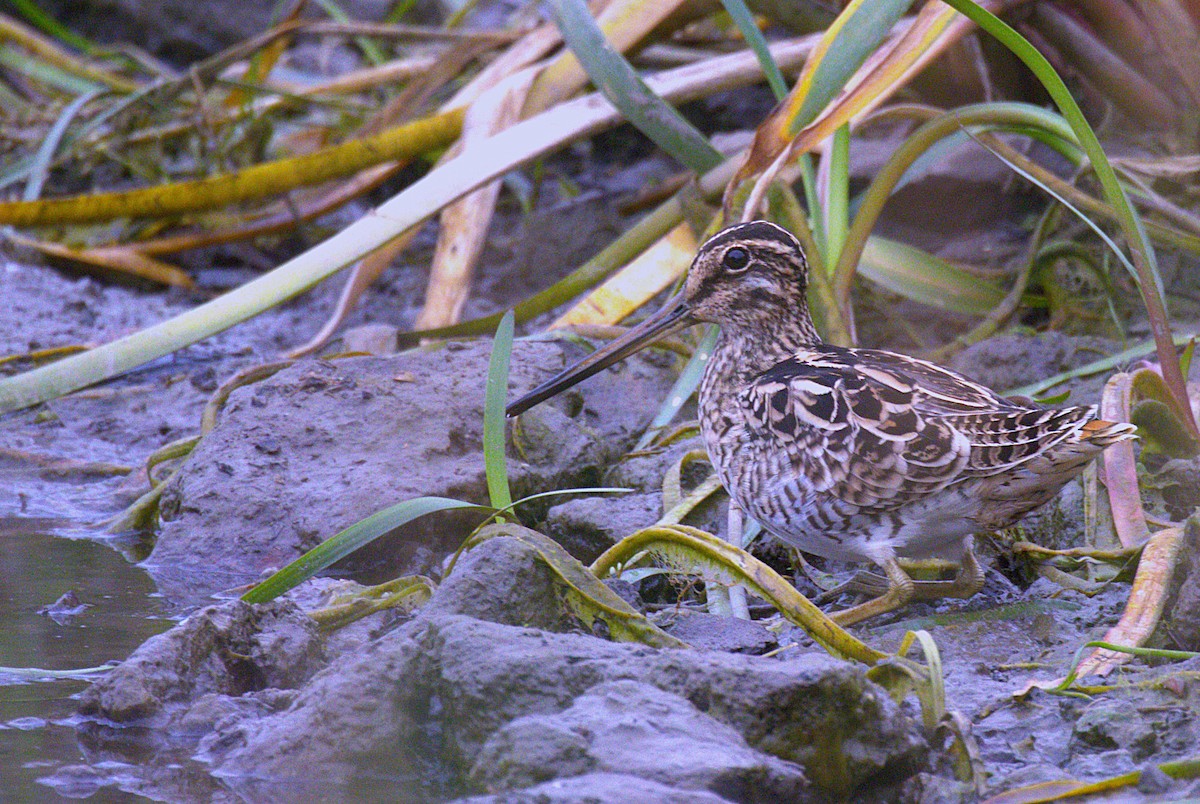Latham's Snipe - ML646815684