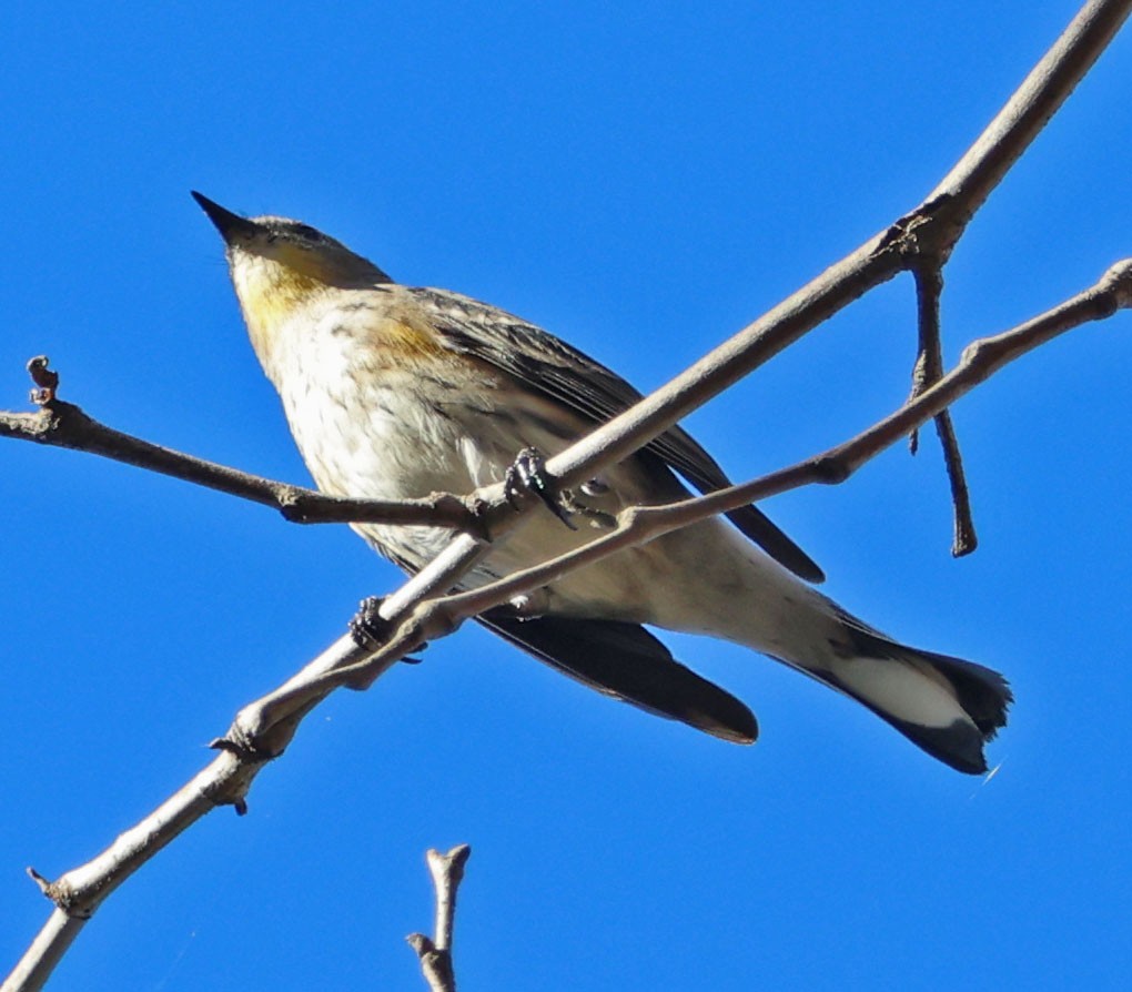 Миртовый певун - ML646815685