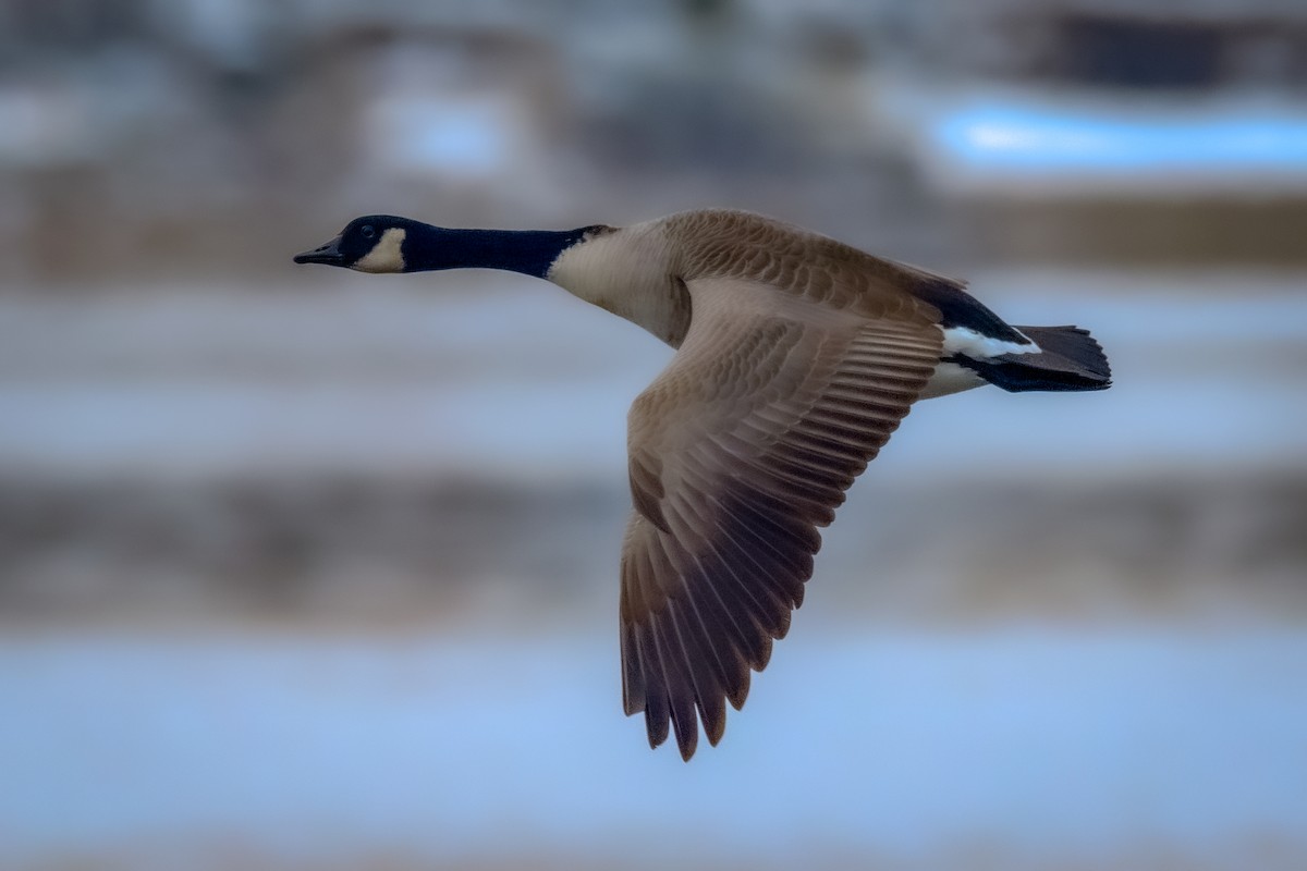 Canada Goose - ML646815688
