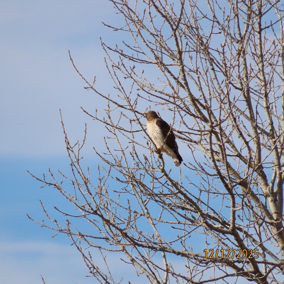 rødstjertvåk - ML646815691