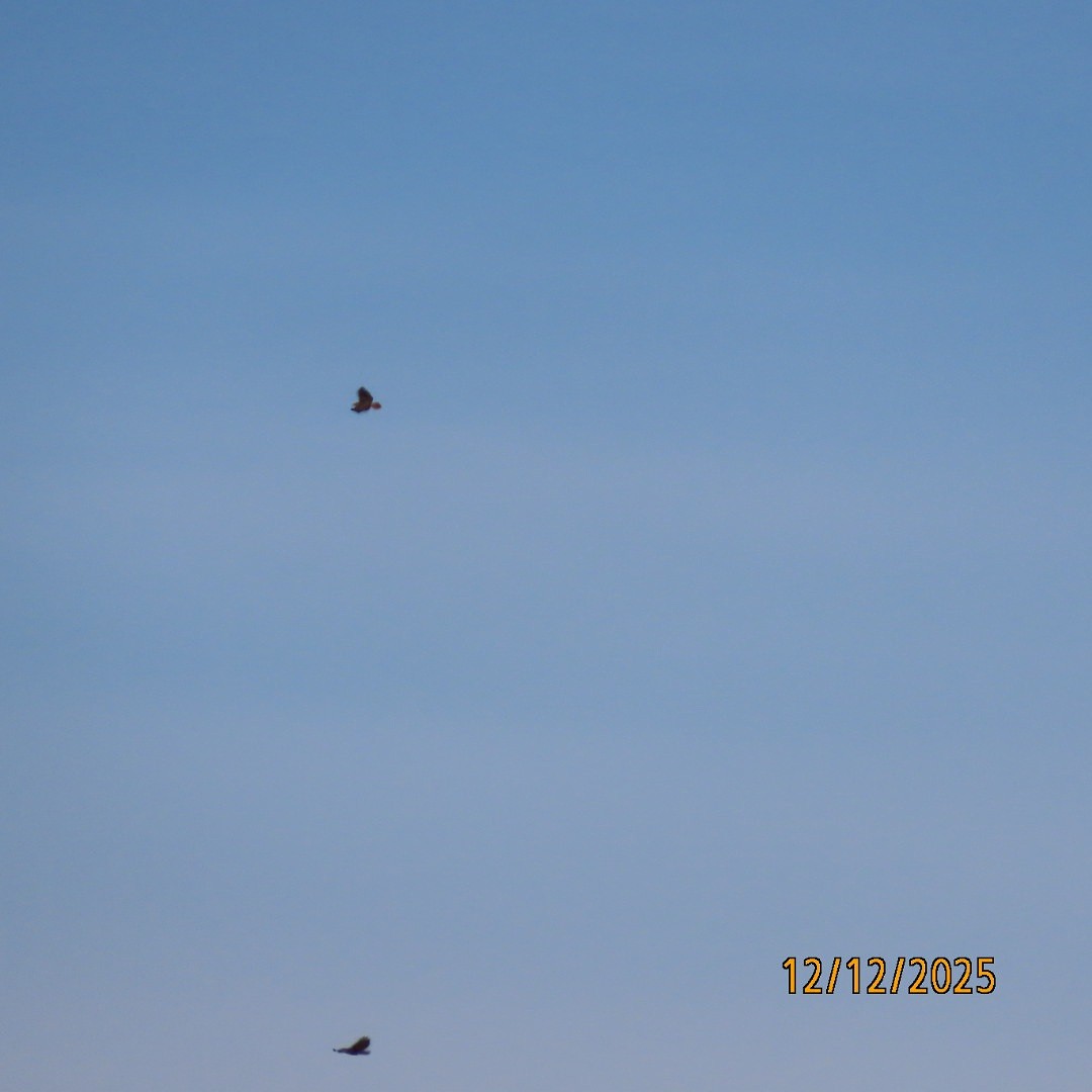 rødstjertvåk - ML646815692