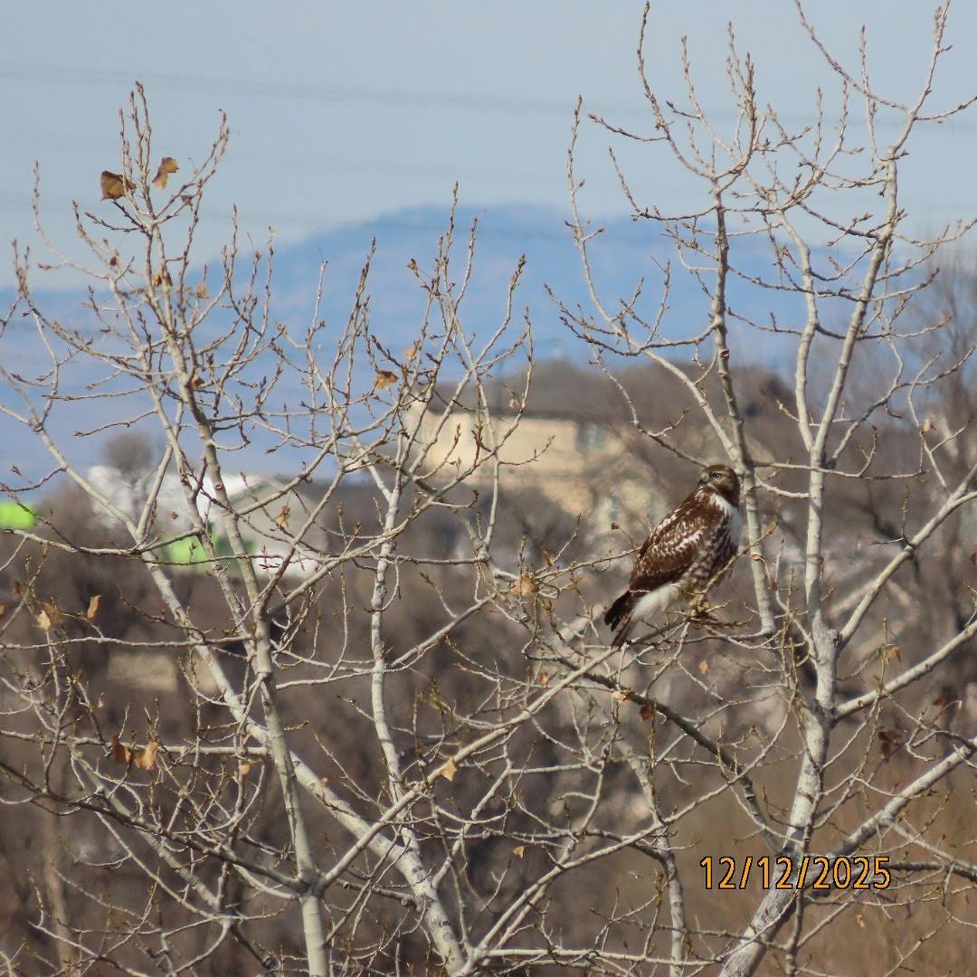 rødstjertvåk - ML646815693