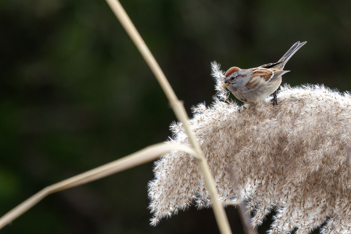 American Tree Sparrow - ML646815697