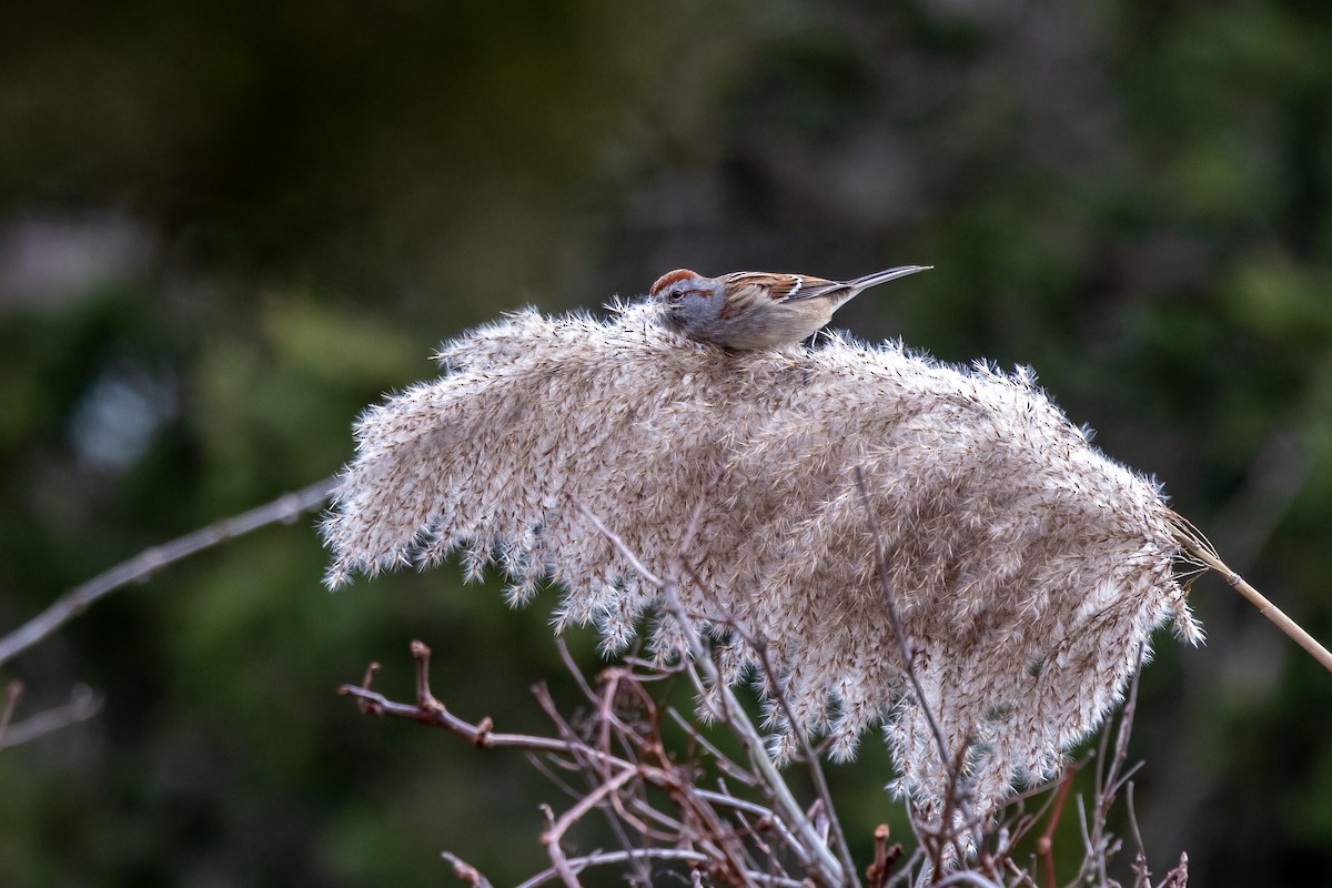 American Tree Sparrow - ML646815698