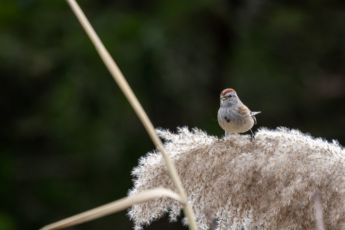 American Tree Sparrow - ML646815699