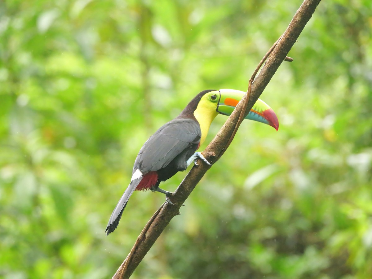 Тукан жовтогорлий - ML646815700