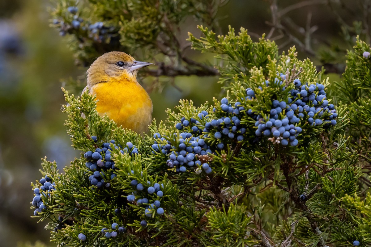 Baltimore Oriole - ML646815706