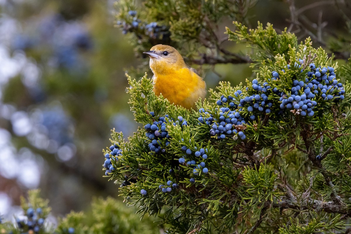 Baltimore Oriole - ML646815707