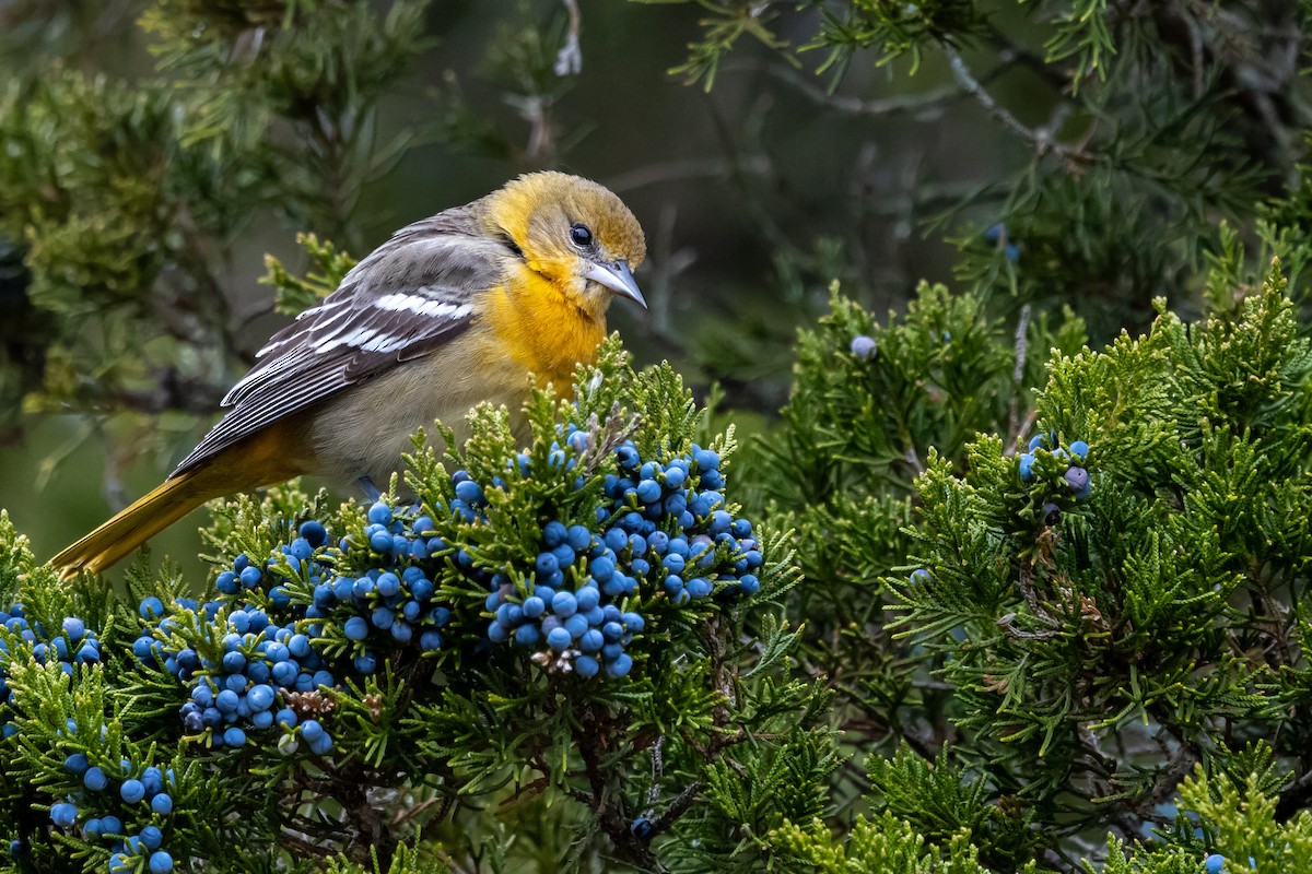 Baltimore Oriole - ML646815708