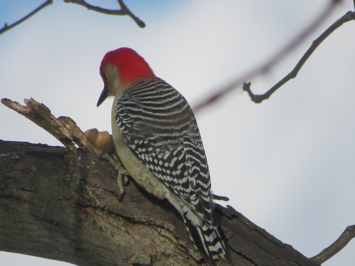 Гіла каролінська - ML646815709