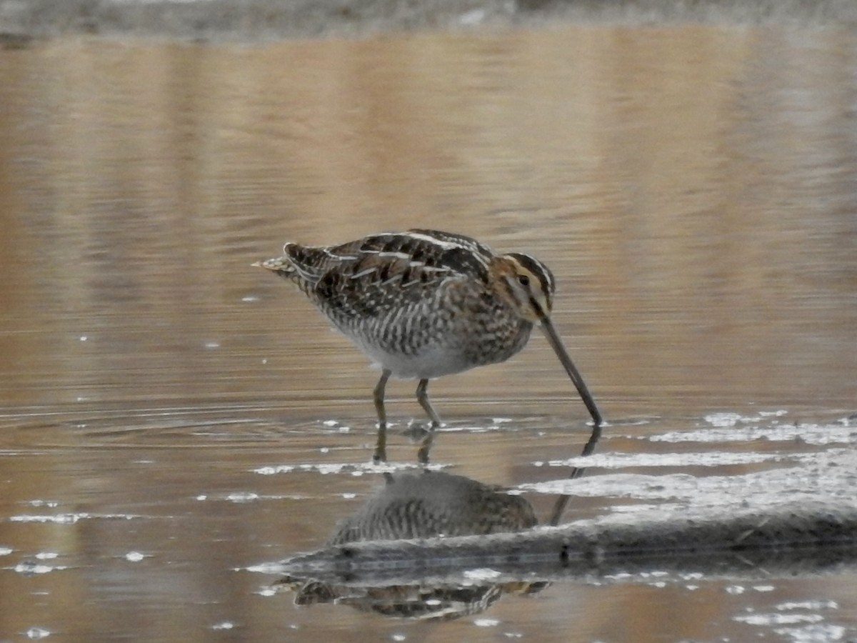 Wilson's Snipe - ML646815711