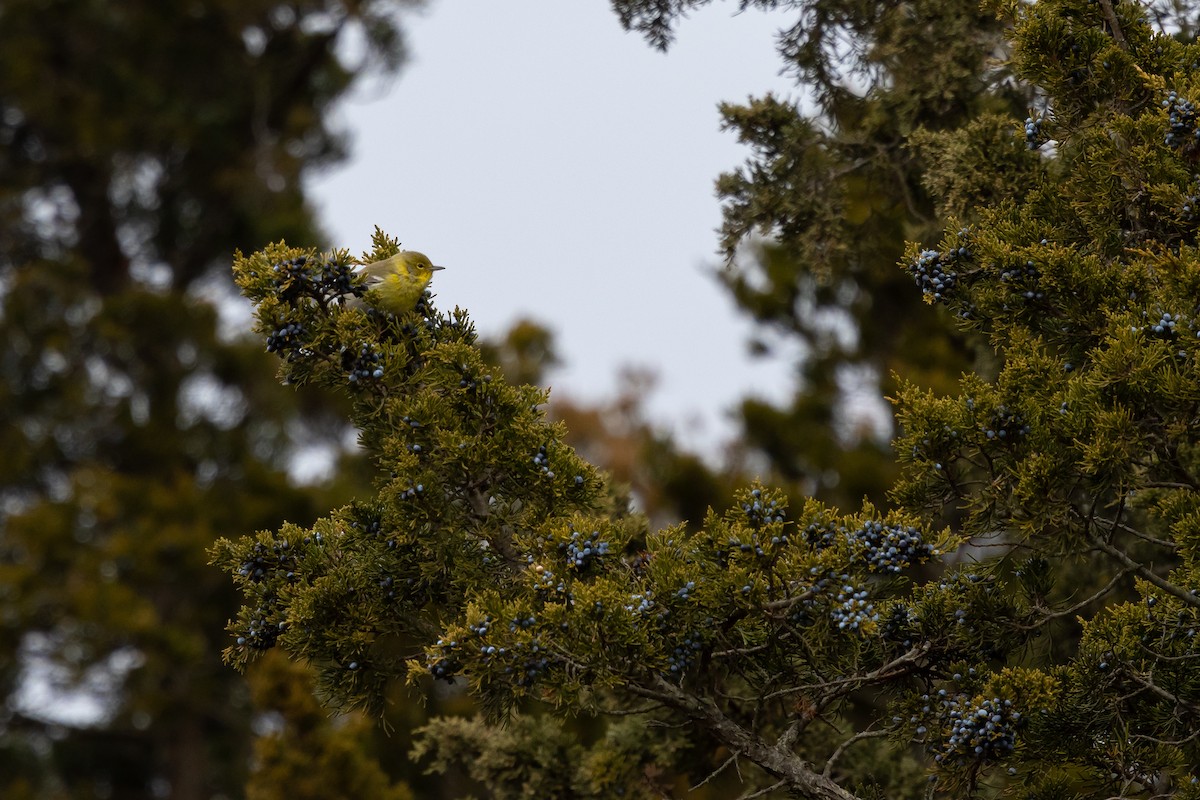 Pine Warbler - ML646815712