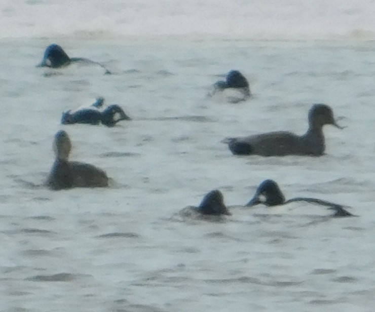 Gadwall - ML646815714