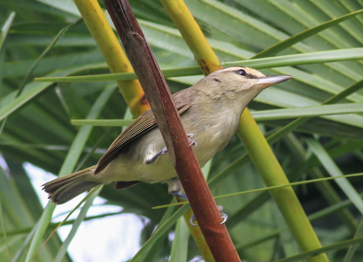 Yucatan Vireo - ML646815715
