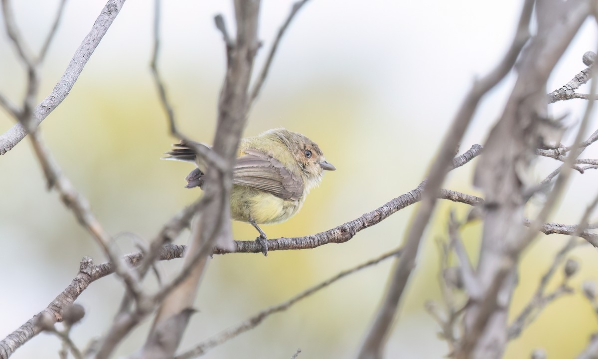 Gerigón Piquicorto - ML646815716