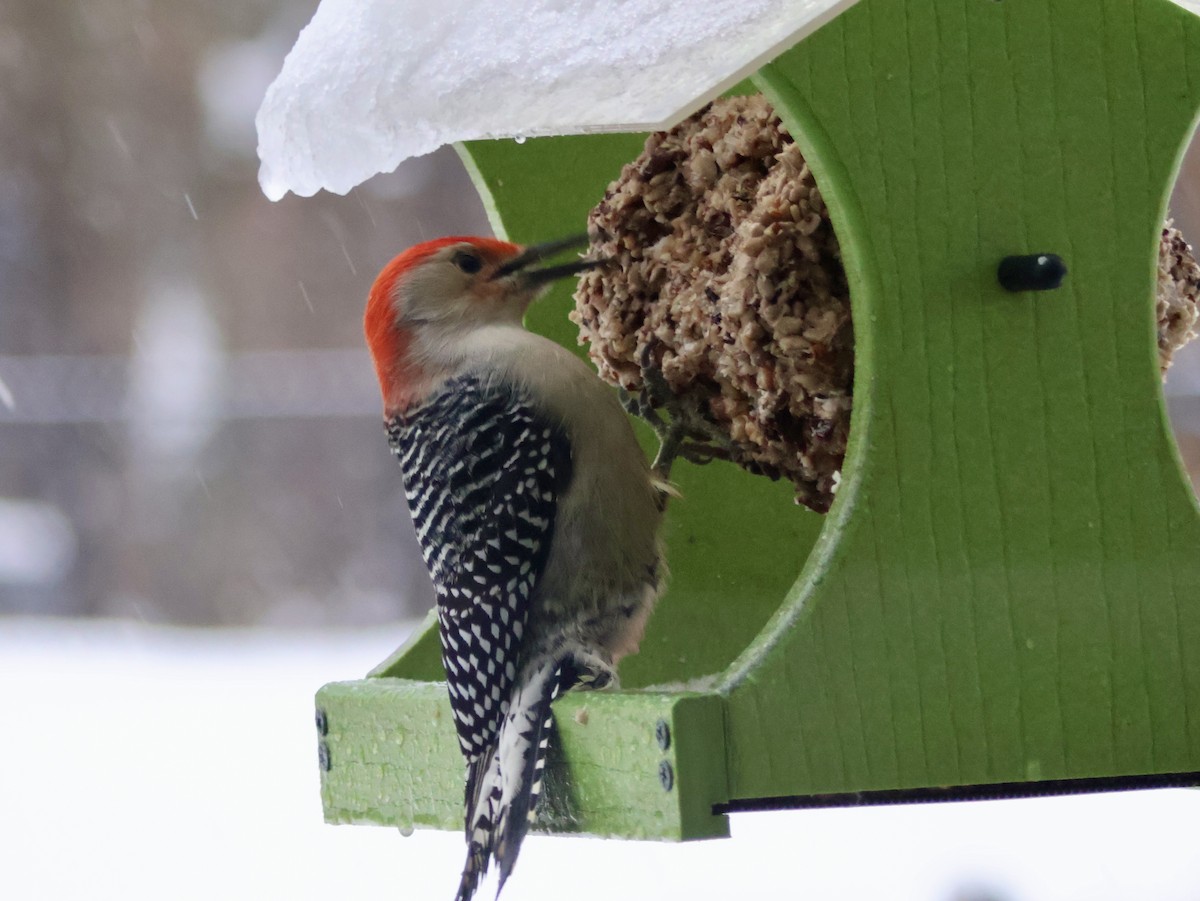 Red-bellied Woodpecker - ML646815719