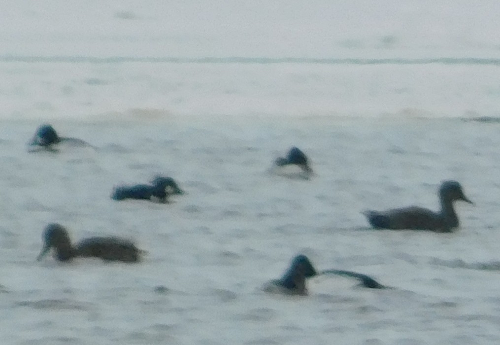 Gadwall - ML646815721