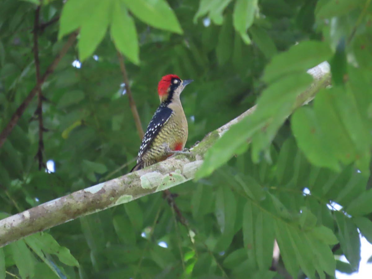 Black-cheeked Woodpecker - ML646815722