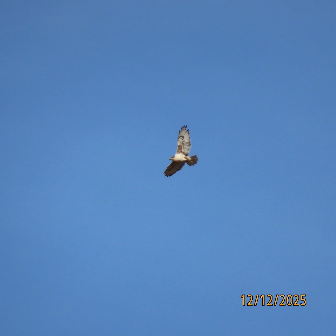 kongevåk - ML646815725