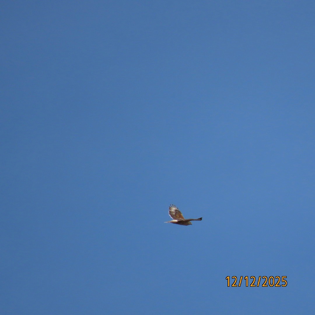 kongevåk - ML646815726