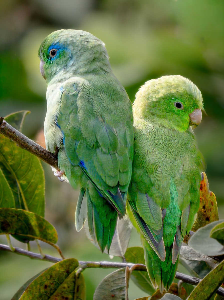 Gözlüklü Serçe Papağanı - ML646815730