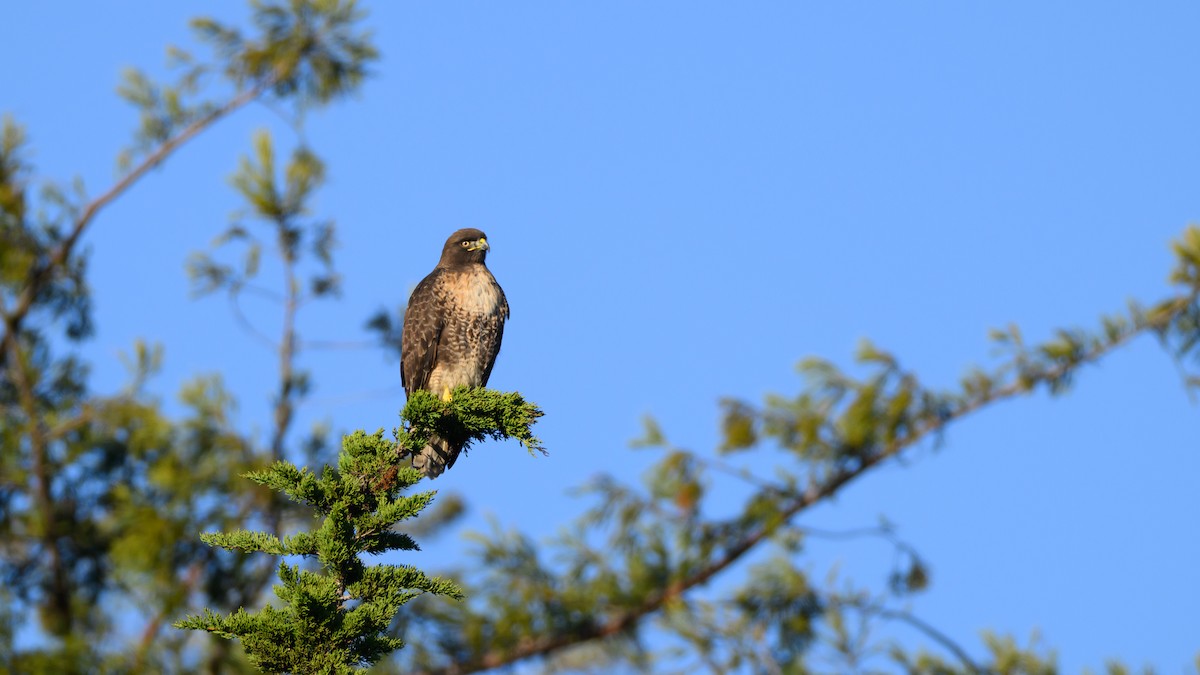Rotschwanzbussard - ML646815733