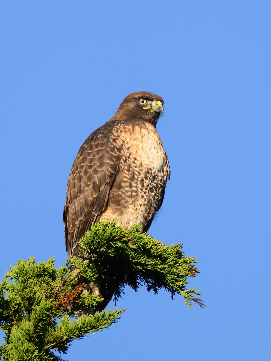 Rotschwanzbussard - ML646815734