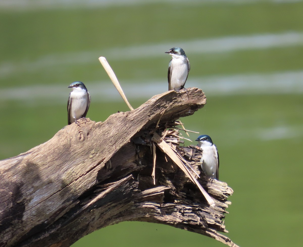 Mangrove Swallow - ML646815735
