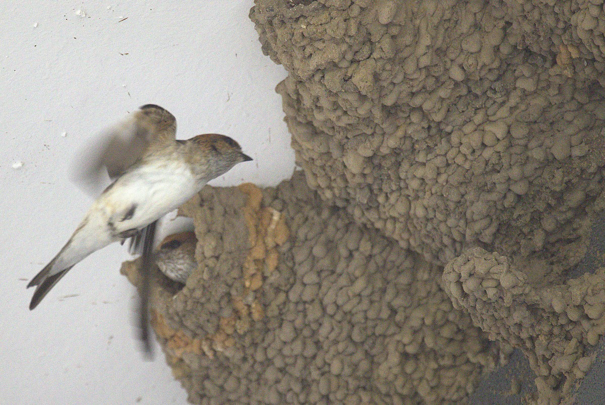 Fairy Martin - ML646815736