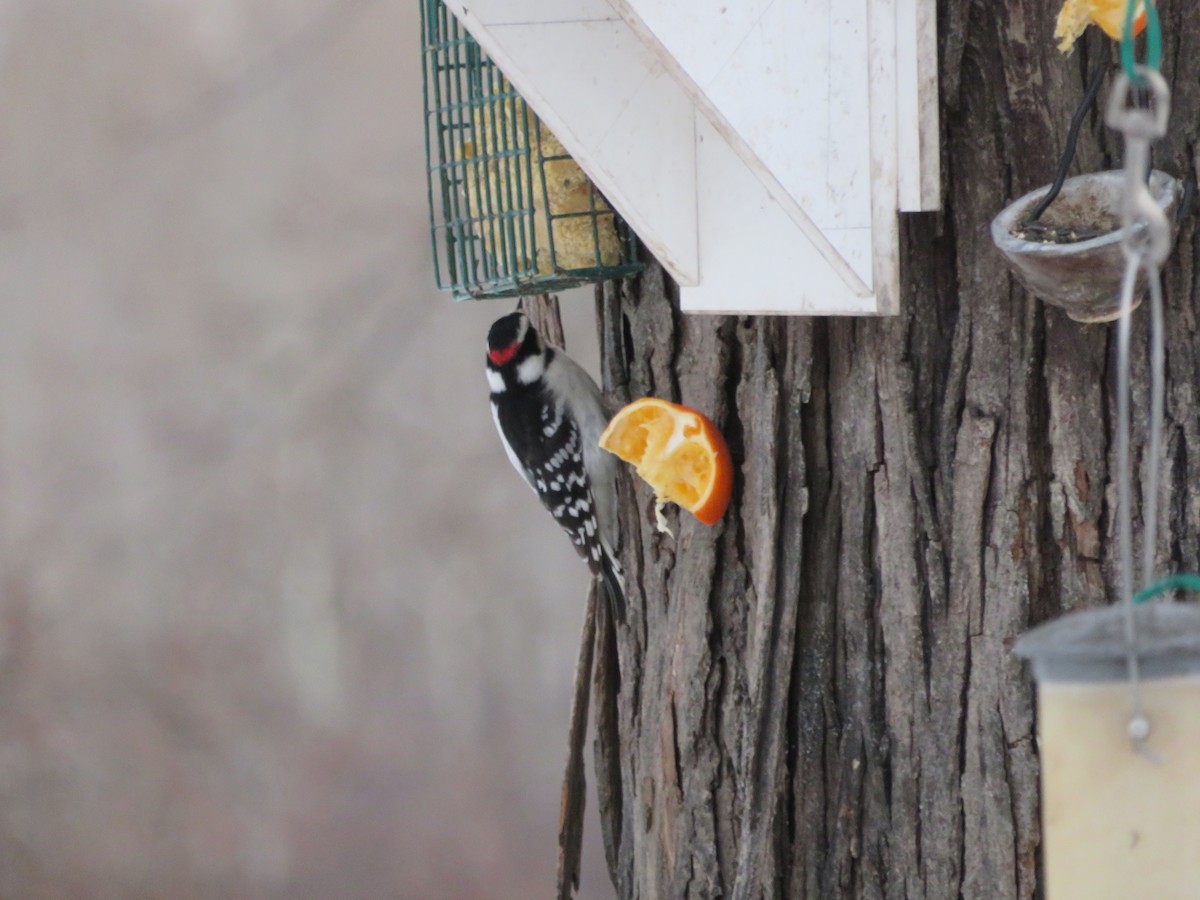 Дятел пухнастий - ML646815737