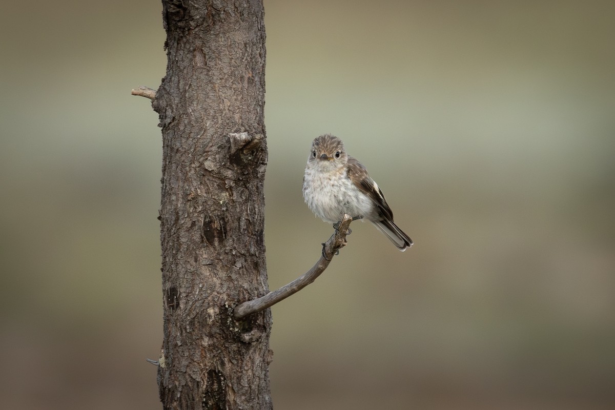 rødkroneflueskvett - ML646815739