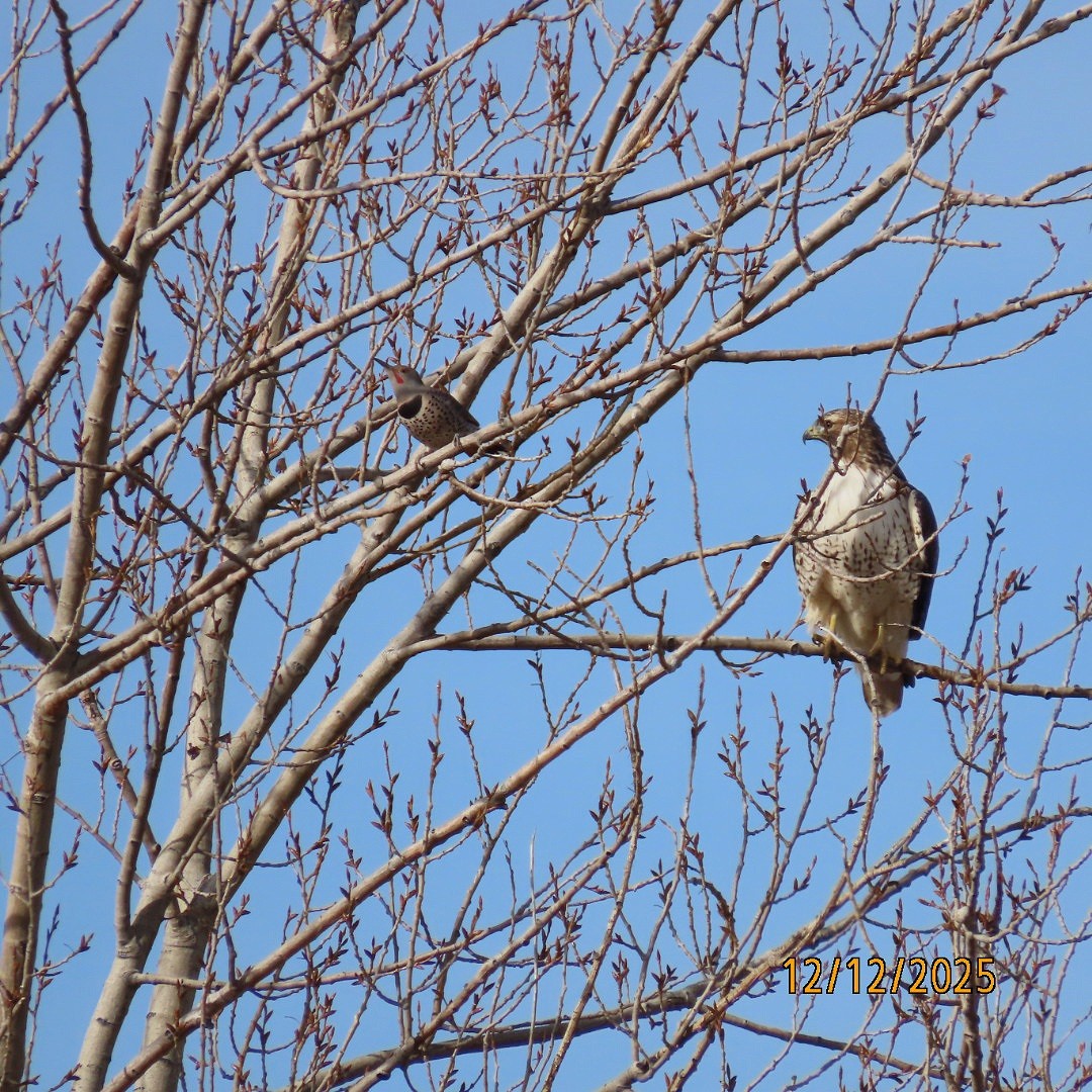 gullspett - ML646815740