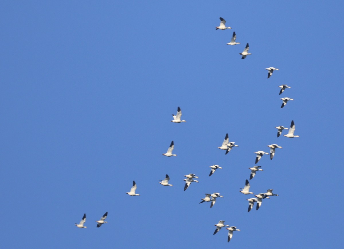 eskimogås - ML646815742