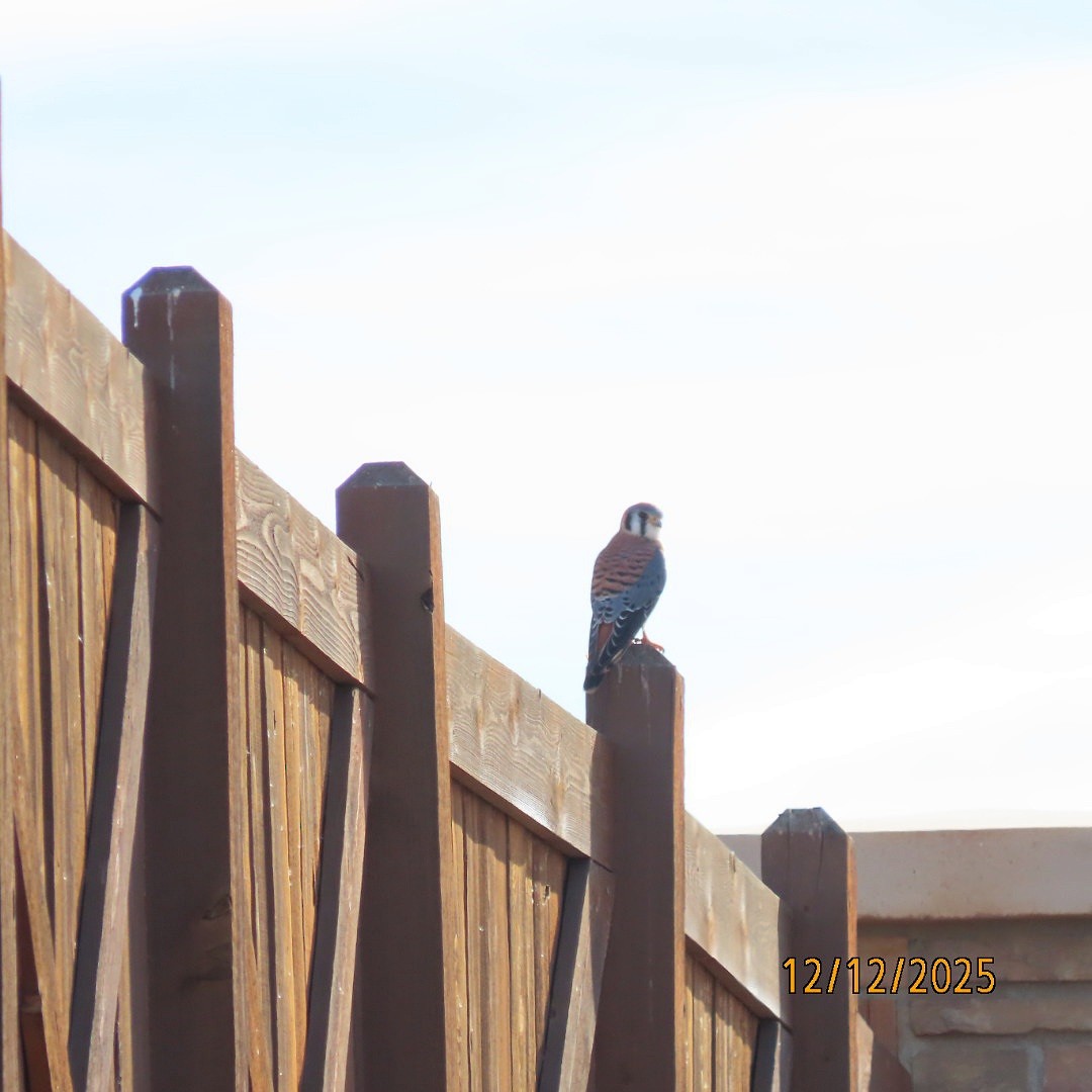 spurvefalk - ML646815745