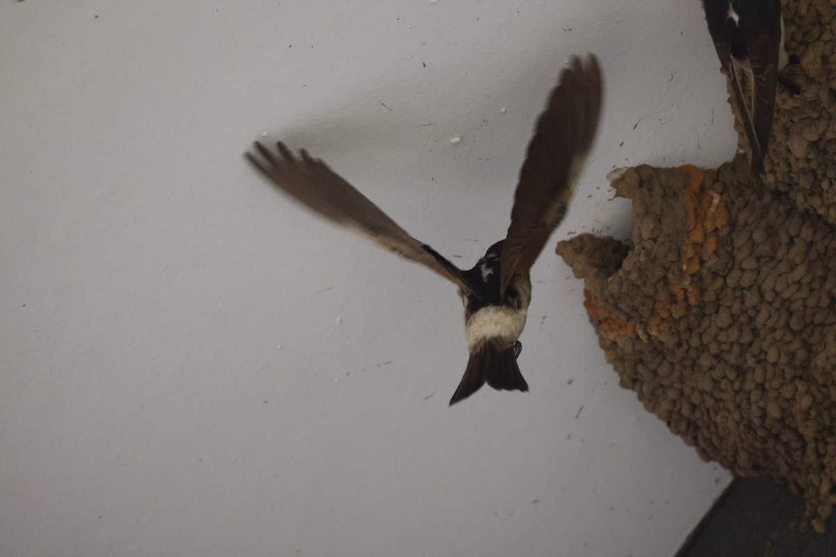 Fairy Martin - ML646815747