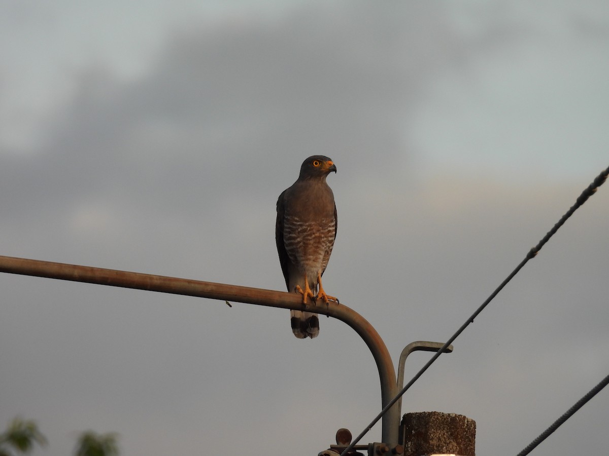 Roadside Hawk - ML646815749