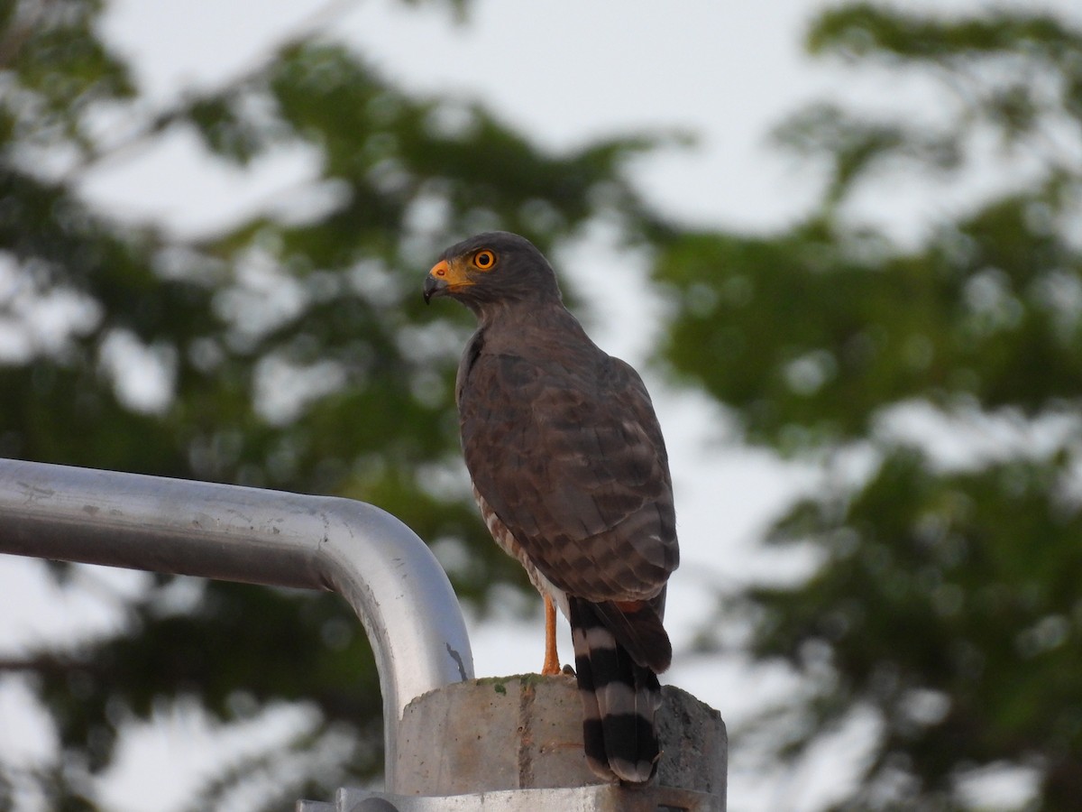 Roadside Hawk - ML646815750