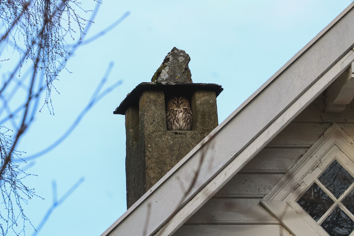 Allocco - ML646815751