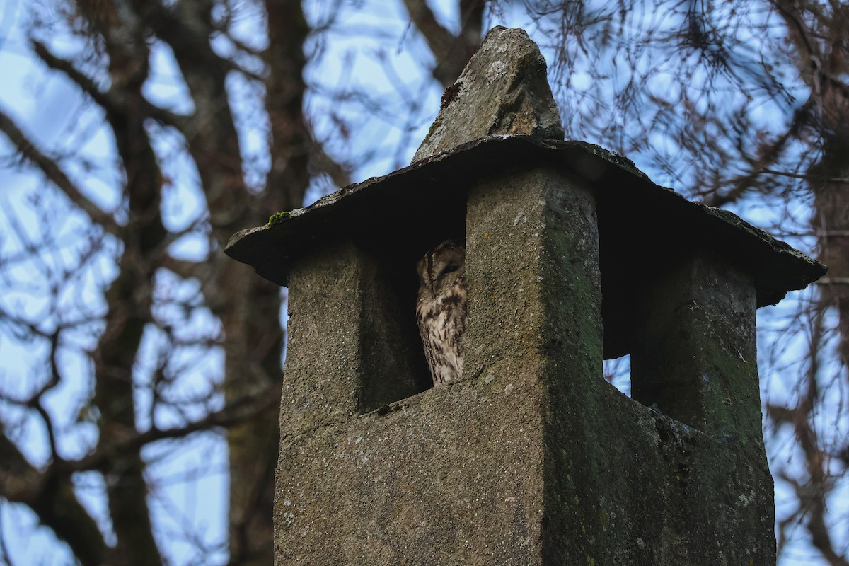 Allocco - ML646815752