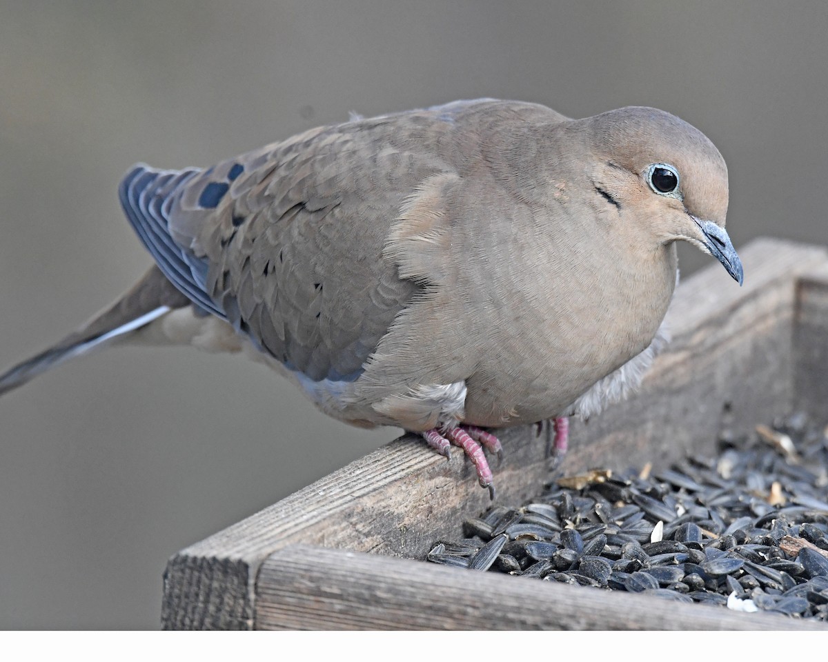 hrdlička karolínská - ML646815753