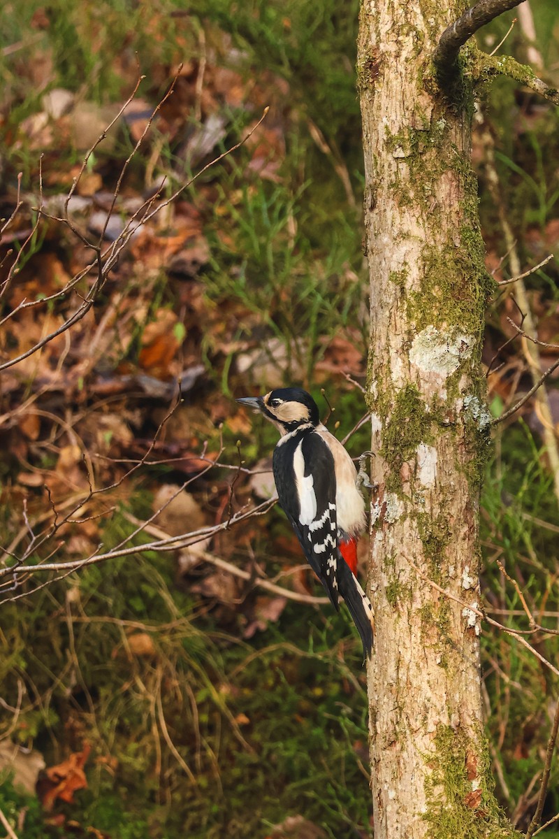 アカゲラ - ML646815755