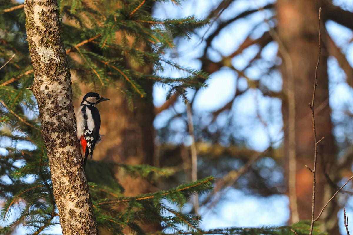 アカゲラ - ML646815756