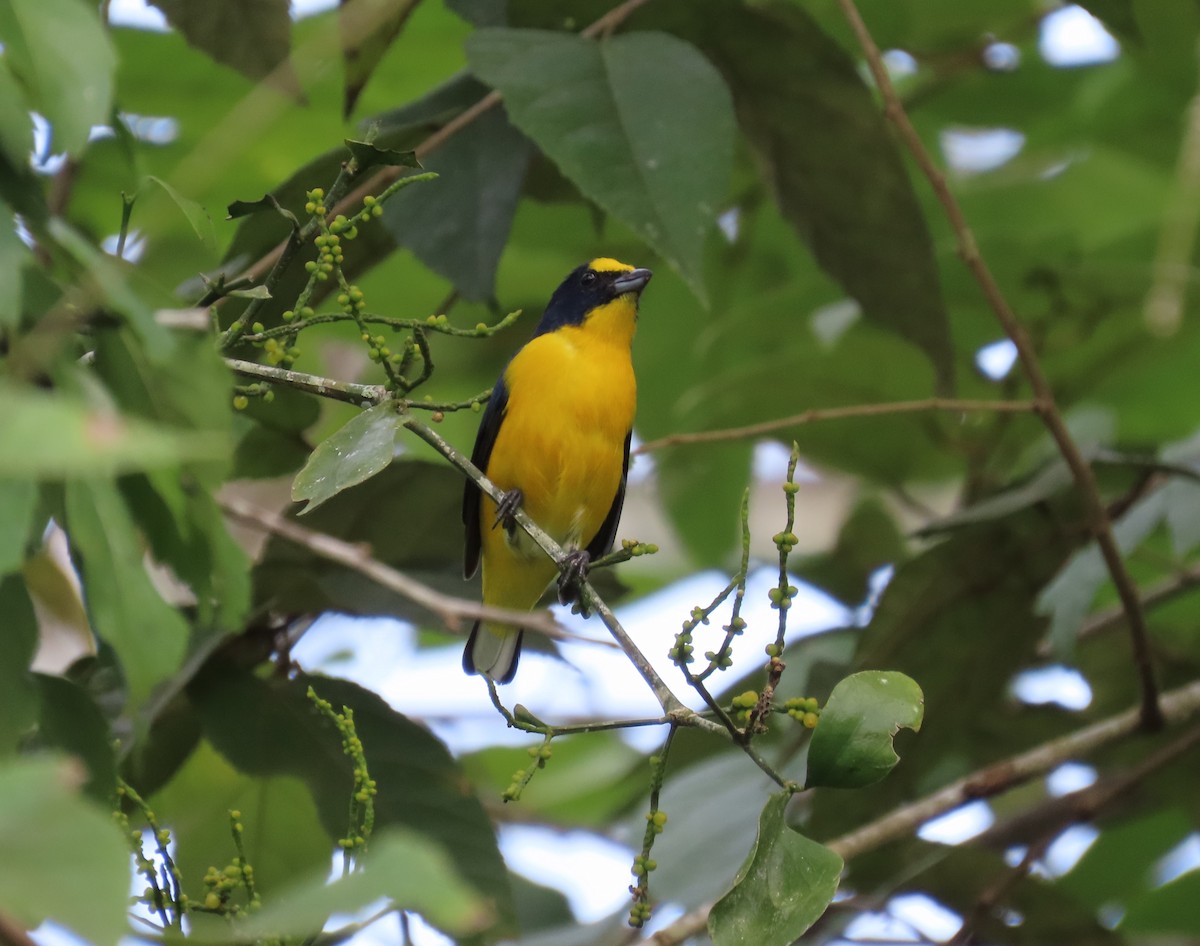 Yellow-throated Euphonia - ML646815759
