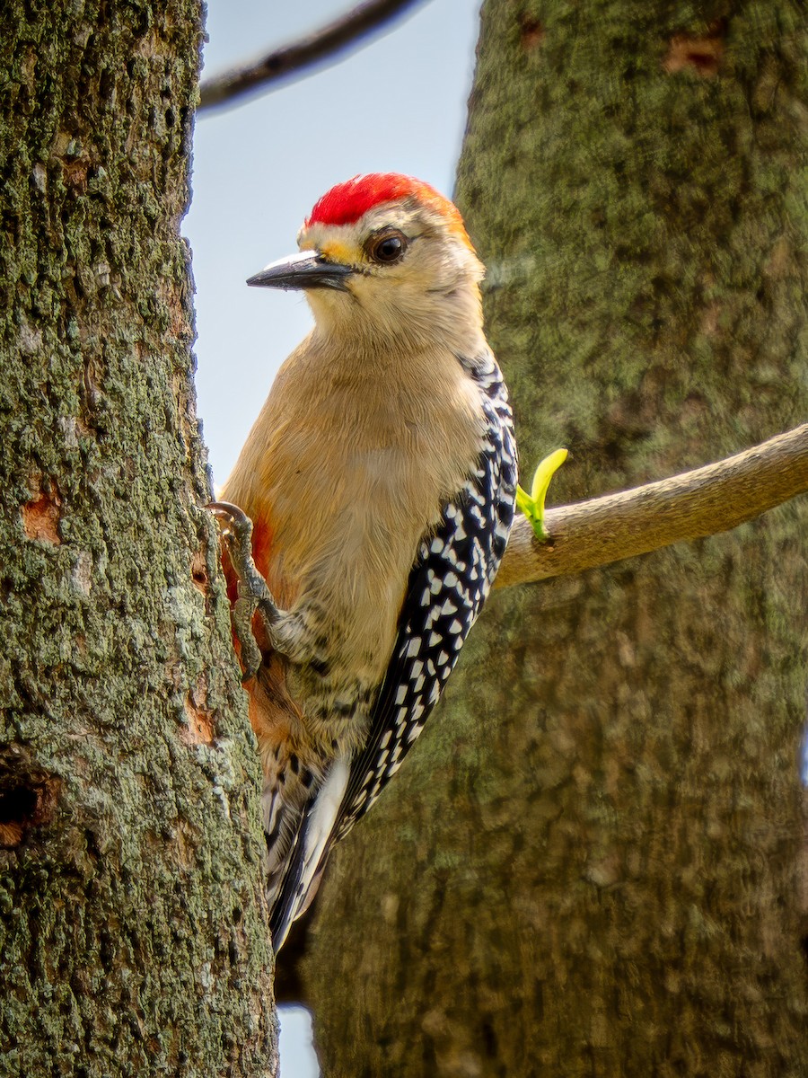 Al Başlıklı Ağaçkakan - ML646815762